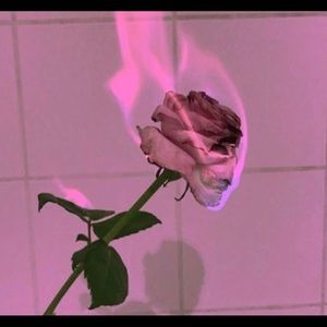 Meet your Posher, Dulce